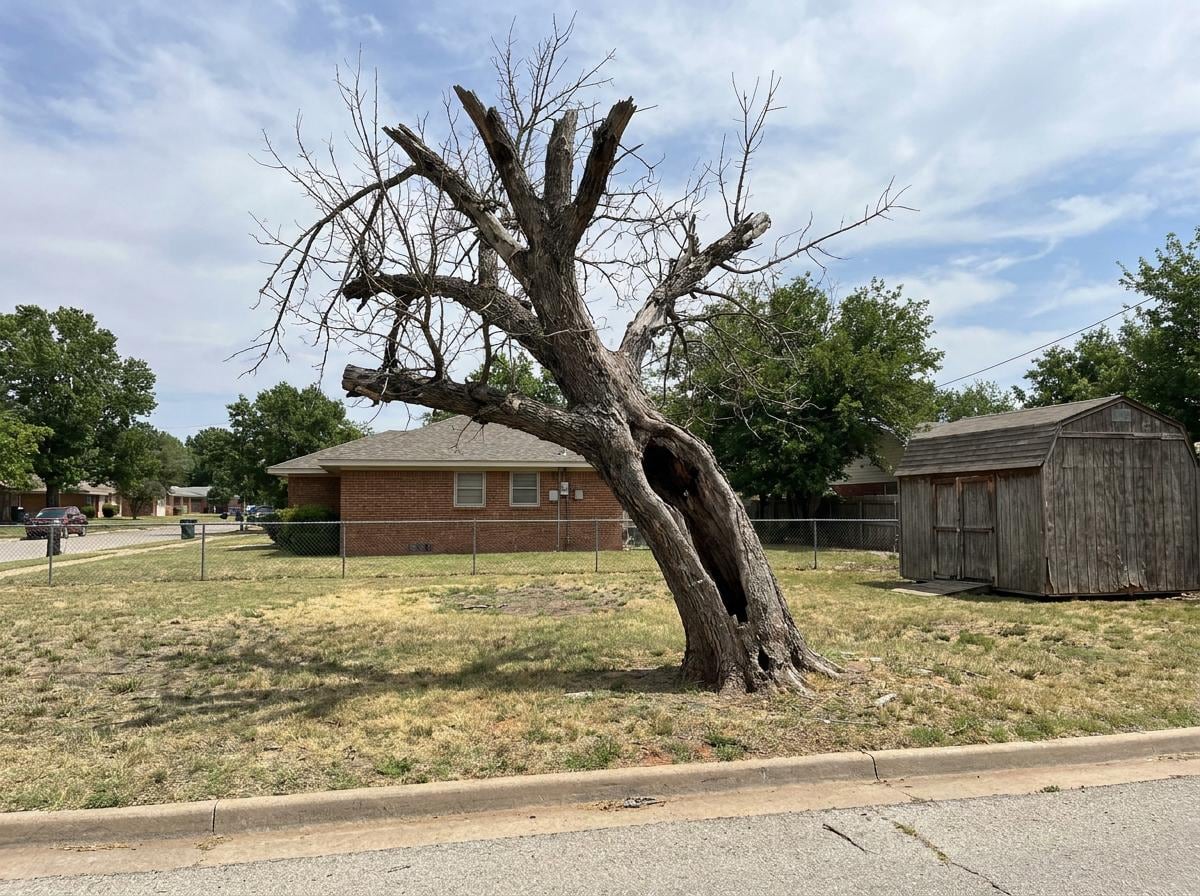Example of a tree showing multiple warning signs that it needs removal: dead crown, hollow trunk cavity, heavy lean toward a house