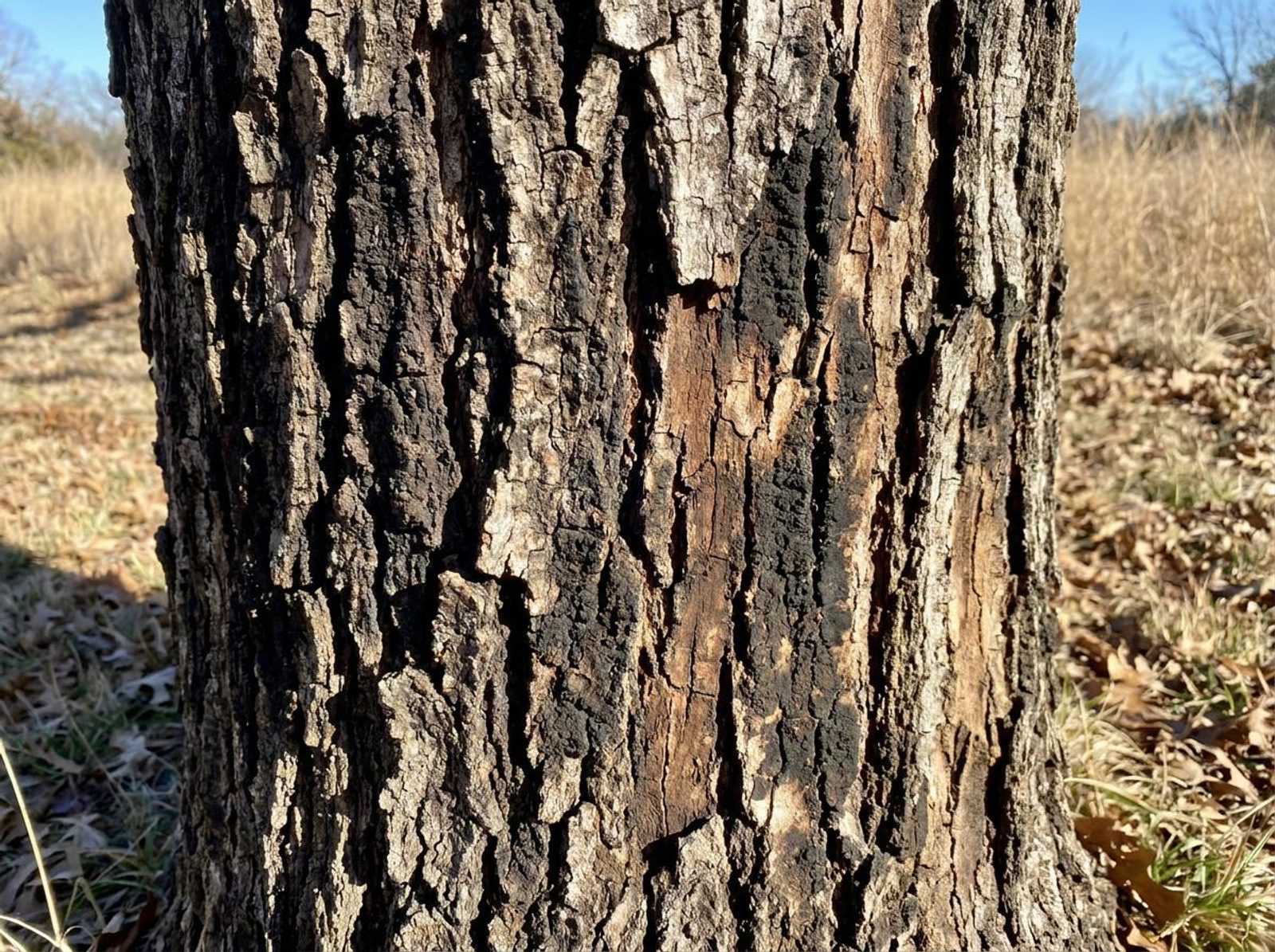 Vertical bark wound on a mature post oak trunk showing exposed inner wood, dark fungal staining along the edges, and partial callus formation — likely a frost crack with secondary Hypoxylon canker